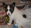 111213 nelly.jpg